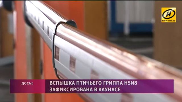 Опасный вид птичьего гриппа обнаружен в Литве смотреть онлайн