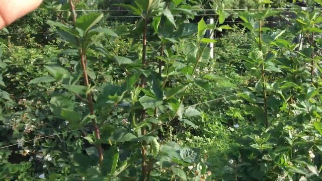 Формировка куста Ежевики с 2года