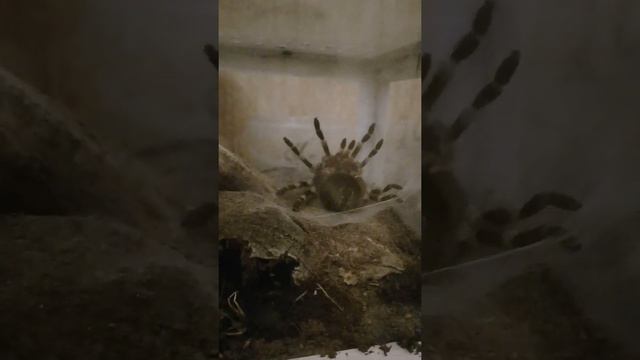 линька паука начало. смотреть онлайн