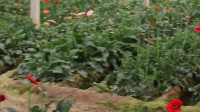 বাণিজ্যিকভাবে জারবেরা ফুল চাষ | Gerbera Plant Care смотреть онлайн