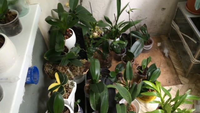 Вся моя коллекция смотреть онлайн