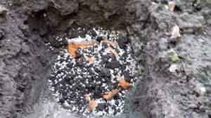 Посадка саженца черешни ФАТЁЖ.