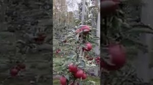 Сорт яблока Найдаред