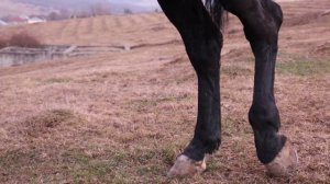 Алибек Атабиев - Балкарская народная песня Боз алаша.