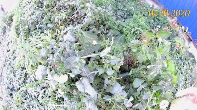 Микрозелень Эпизод 2. Выращивание Семян Редьки, Свеклы и Моркови на Семена. Сбор Семян Редьки смотреть онлайн