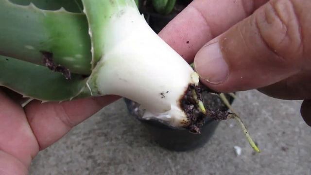 How To Propagate A Rotten Aloe Vera With A Hollow Trunk