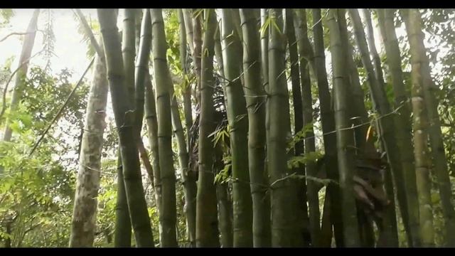 17. Варадеро (Куба). Растительный мир Кубы. Часть 2 смотреть онлайн