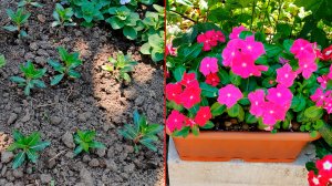 КАК ПРАВИЛЬНО ВЫСАДИТЬ КАТАРАНТУСЫ В ОТКРЫТЫЙ ГРУНТ И КАШПО? КАК ПОДГОТОВИТЬ ПОЧВУ ЧЕМ ПОДКАРМЛИВАТЬ