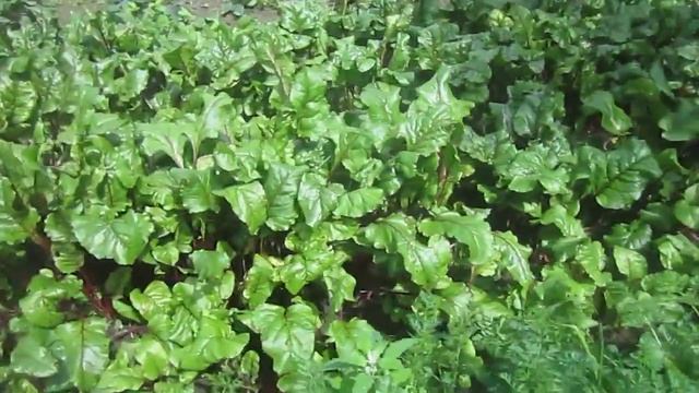 Овощи на Сидератах. Морковь и Свекла  (Vegetables)
