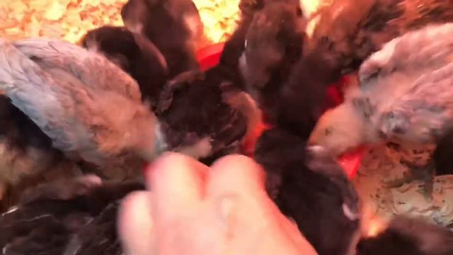 Мараны, Амерауканы.