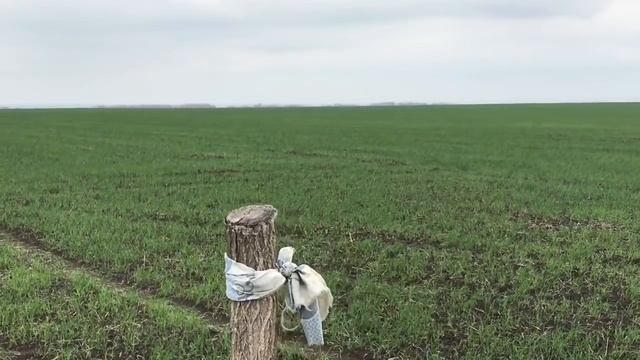 Сульфат аммония или аммиачная селитра, что лучше под пшеницу смотреть онлайн