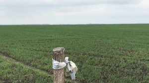 Сульфат аммония  или аммиачная селитра, что лучше под пшеницу