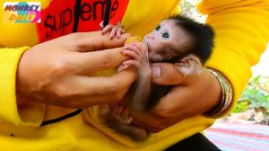 Found new abandon newborn monkey at Mangoes plantation, Use Mangoes shake for poor baby monkey
