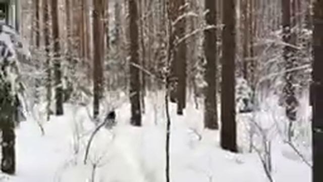 АСМР ASMR Лес зимой смотреть онлайн