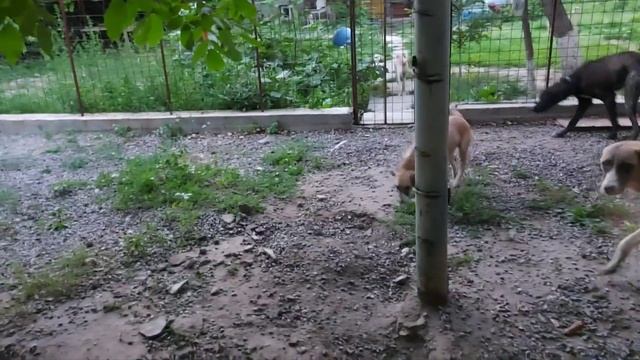 Новый вольер, для собачек, готов! смотреть онлайн