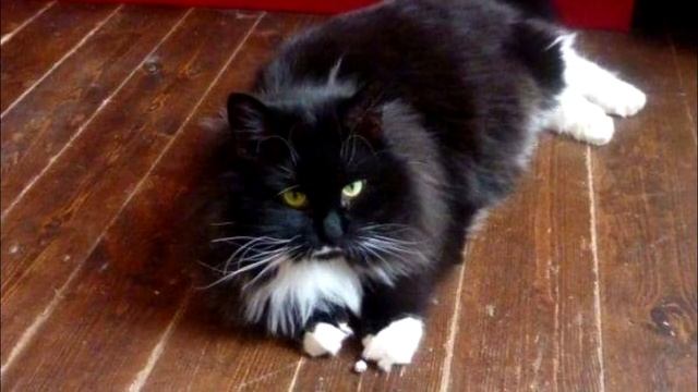 Кошка уже не могла есть и пить, но при виде девушки замурлыкала из последних сил