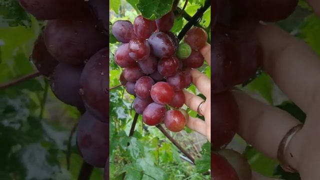 Виноград эверест. смотреть онлайн