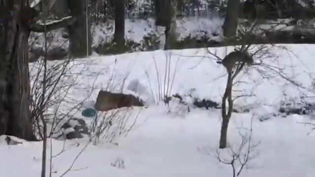 Рысь ловит белку смотреть онлайн