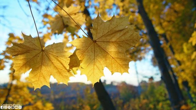 Послушайте Эту Музыку И Вам Станет Легче. Безумно красивая восточная музыка. Прекрасен Наш Мир смотреть онлайн