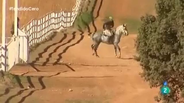 Cogida al mayoral de la ganadería de los chospes (SUSCRÍBETE A MI CANAL ) смотреть онлайн