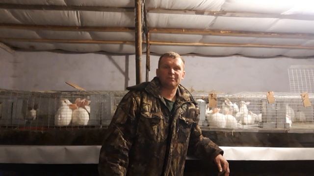 Кролик Хиплюс или Хинколь смотреть онлайн