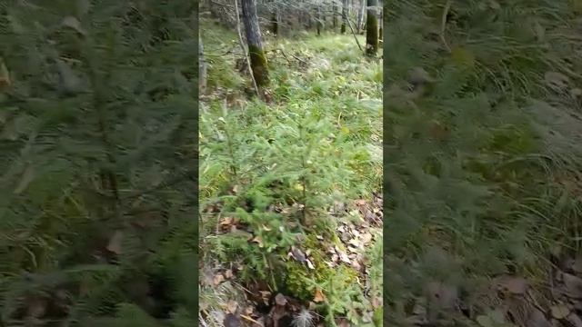 естественный лесной садик! смотреть онлайн