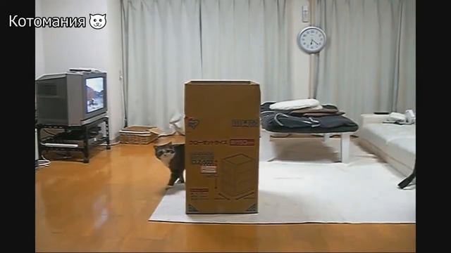 Кошки. Подборка Смешных Кошек № 3 смотреть онлайн