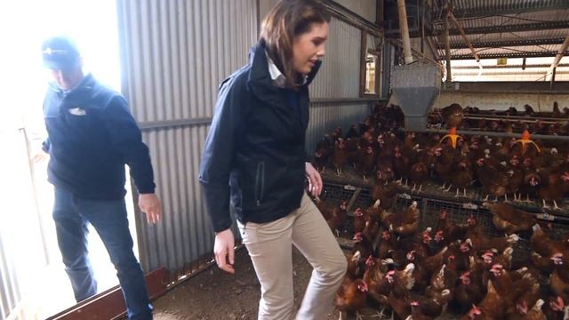 Australian egg farmer profile: John Rohde смотреть онлайн