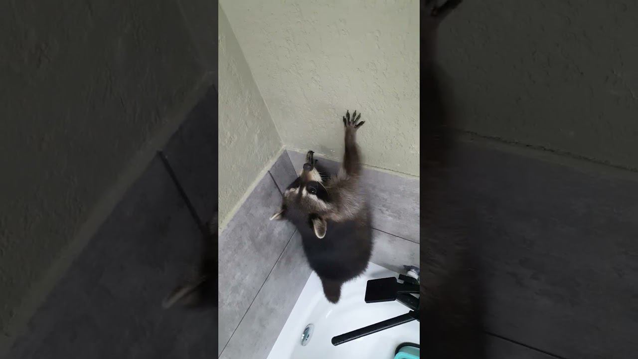 ▷Выпусти енота погулять◁ смотреть онлайн