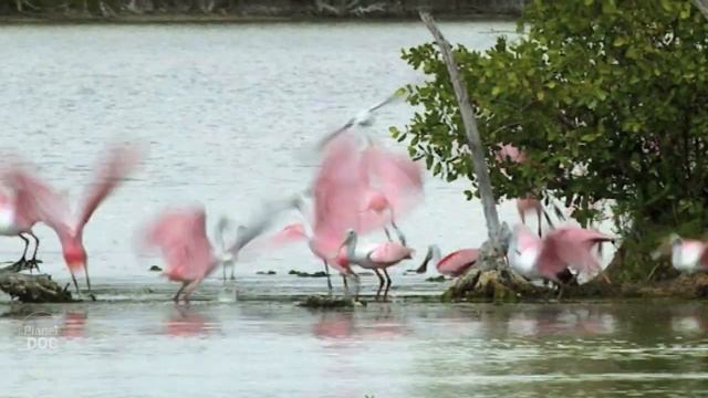 Cuba: Natural Paradise | Birds смотреть онлайн
