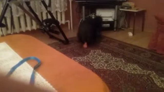 Blacki. Пискулька. смотреть онлайн