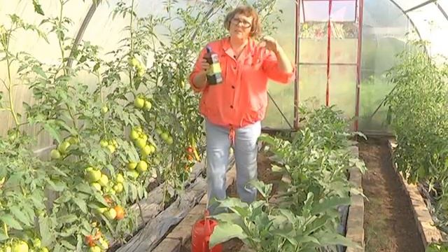 Цветная капуста. Рассада. Удобрения. смотреть онлайн