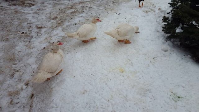 Утки мускусные тяжелой французской линии. смотреть онлайн