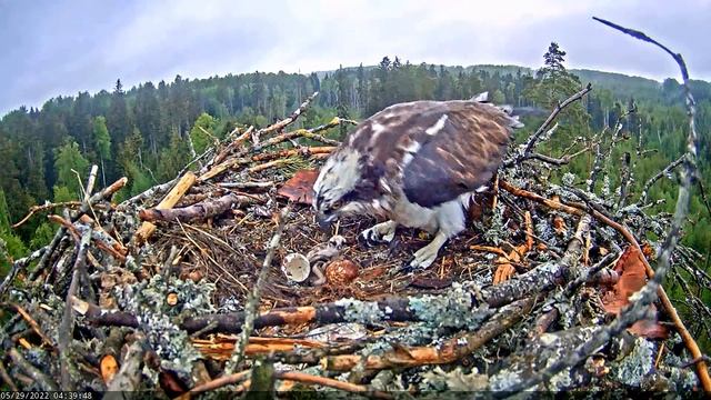 29.05.2022 Скопа Иво и Ирис. Второй птенец - Osprey Ivo and Iris. The second chick. смотреть онлайн