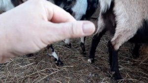 Почему может быть кровь в молоке у козы??