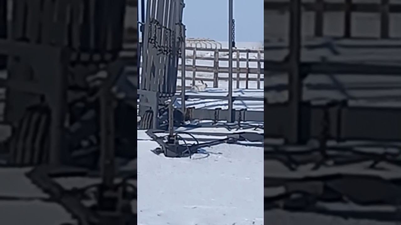 Заяц русак греется на солнце #заяцрусак #заяц смотреть онлайн