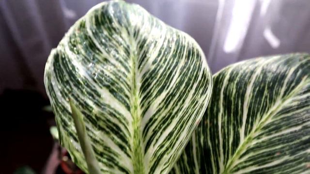 PHILODENDRON BIRKIN | Care Tips | Rare Plant | смотреть онлайн