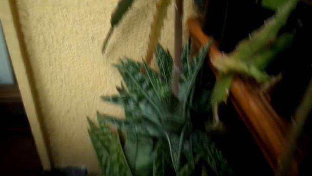 My Aloe variegata Succulent plant from bud to bloom February 2016 смотреть онлайн