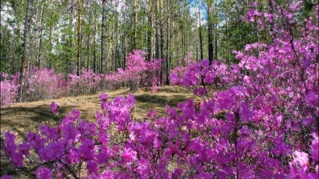 Моё Забайкалье. смотреть онлайн