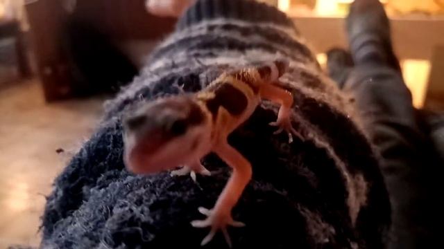 Детеныш Эублефара 1й! Просто гуляем общаемся.