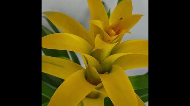 Bromelia Guzmania смотреть онлайн