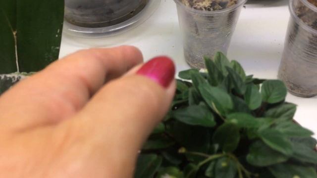 Обзор моих растений июль смотреть онлайн