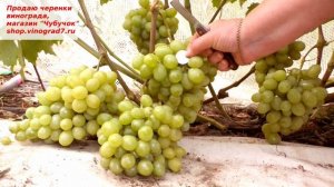 Виноград Миланка- кокетливая  гроздь и янтарной ягодой мускатного вкуса, попробуйте,  она ранняя