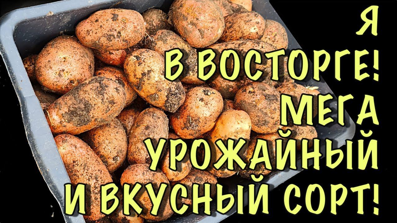 НЕ МОГЛА ПОДУМАТЬ, что КАРТОФЕЛЬ может быть ТАКИМ ВКУСНЫМ! Нашла СУПЕР УРОЖАЙНЫЙ и ВКУСНЫЙ сорт смотреть онлайн