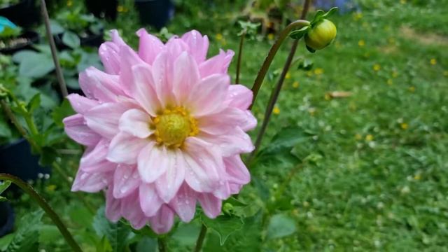 Offshore Dream Dahlia смотреть онлайн