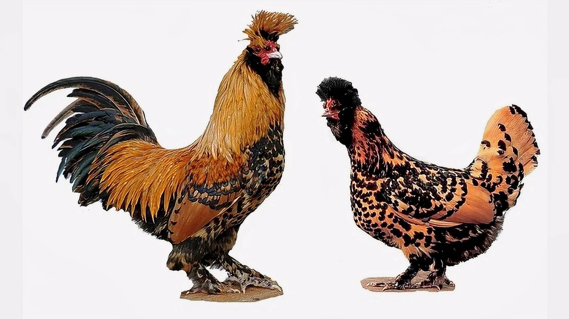 Павловская порода кур, Брама куропатчатая, Орловская ситцевая, Курочка с цыплятами смотреть онлайн