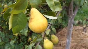 Груша Чижовская 9 августа 2022 ,мой САД #грушачижовская /ЖИЗНЬ В ДЕРЕВНЕ