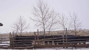 Порода коров абердин-ангус | Мясное животноводство