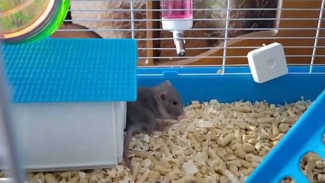 Крысенок дамбо, новый дом! Домашняя крыса. смотреть онлайн