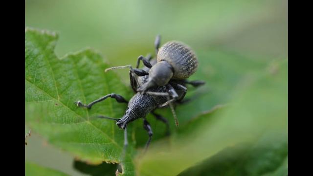 Where Do Insects Go In The Winter?